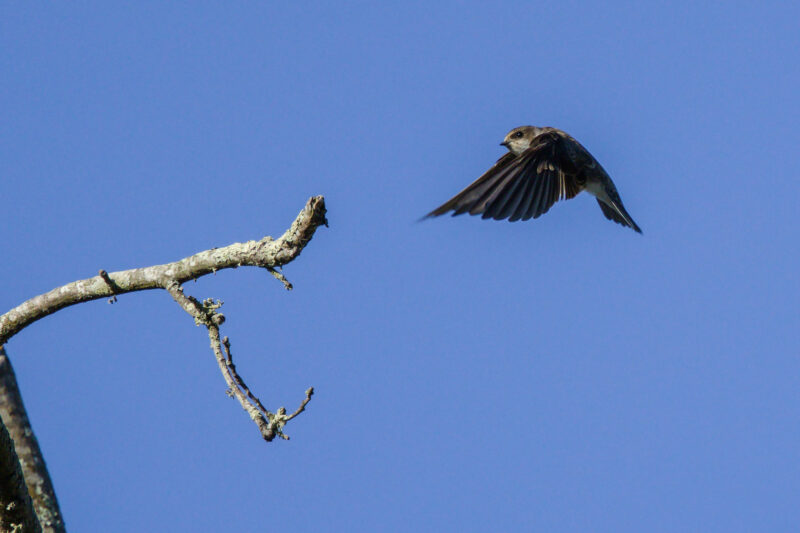 Hirondelle de rivage